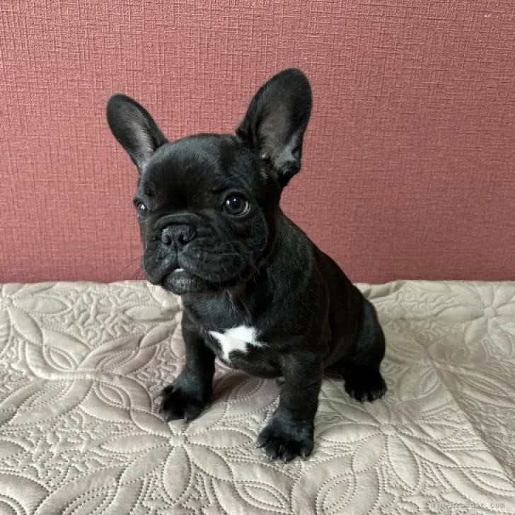 ID：2303-03674の子犬