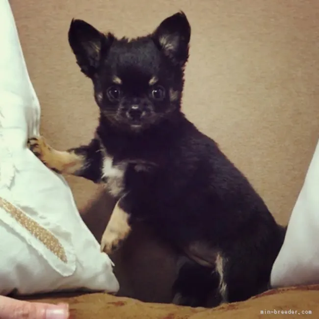 ID：1702-00288の子犬