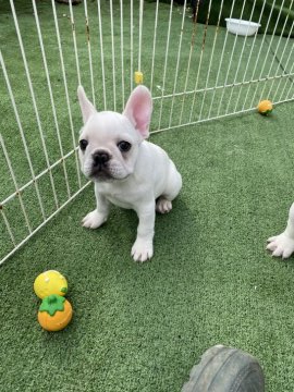 フレンチブルドッグ【埼玉県・女の子・2020年12月14日・フォーン&ホワイト】の写真「とっても美人ちゃん♡」