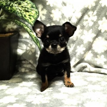 チワワ(スムース)【埼玉県・女の子・2015年9月24日・ブラックタン】の写真「クリクリおメメの可愛すぎる女の子❤︎」