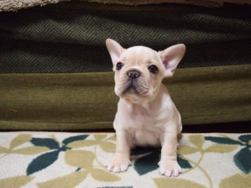 フレンチブルドッグ【埼玉県・男の子・2018年10月8日・クリーム】の写真「お顔の整ったイケメン君です☆」