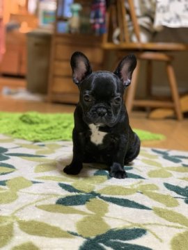 フレンチブルドッグ【埼玉県・女の子・2019年7月10日・ブリンドル】の写真「父AmCh直子の小ぶりな女の子♡」