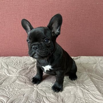 フレンチブルドッグ【埼玉県・男の子・2023年1月7日・ブリンドル】の写真「コロコロでムッチリ可愛いお顔の男の子♡」