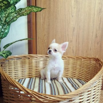 チワワ(ロング)【埼玉県・女の子・2015年7月27日・パーティー】の写真「癒し系つぶらな瞳の可愛いぃ女の子❤︎」