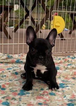 フレンチブルドッグ【埼玉県・女の子・2021年3月1日・ブリンドル】の写真「☆父犬AMCH直子☆小ぶりな可愛い女の子♡」