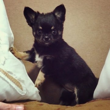 チワワ(ロング)【埼玉県・女の子・2016年12月1日・ブラックタン】の写真「尻尾フリフリ可愛い女の子です♬」