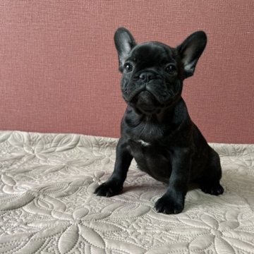 フレンチブルドッグ【埼玉県・男の子・2023年1月7日・ブリンドル】の写真「♡イケメン君♡」