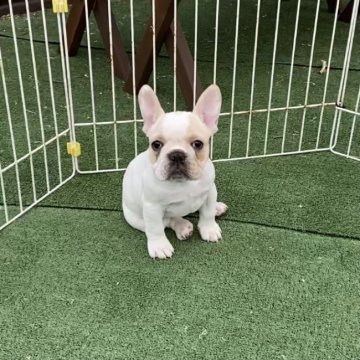 フレンチブルドッグ【埼玉県・女の子・2020年12月14日・フォーン&ホワイト】の写真「優しいお色の可愛い女の子♡」
