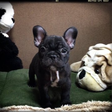 フレンチブルドッグ【埼玉県・男の子・2016年7月30日・ブリンドル】の写真「ショートボディーのキュッと胴の詰まった僕❤︎」