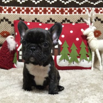 フレンチブルドッグ【埼玉県・男の子・2015年10月26日・ブリンドル】の写真「❤︎可愛いいお顔とってもキュートな男の子❤︎」