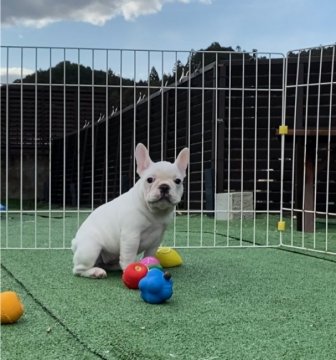 フレンチブルドッグ【埼玉県・女の子・2020年12月14日・フォーン&ホワイト】の写真「むっちり可愛い女の子♡」