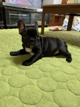 フレンチブルドッグ【埼玉県・女の子・2019年9月12日・ブリンドル】の写真「ママはAMCH直子♡表情豊かな可愛い女の子♫」