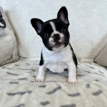 フレンチブルドッグ【埼玉県・男の子・2022年12月23日・ブラック&ホワイト】の写真「ムッチムチの可愛い男の子です♡」