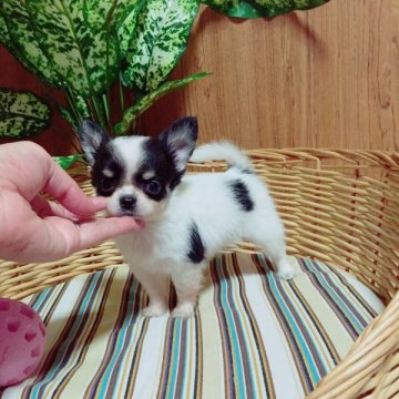 チワワ(ロング)【埼玉県・男の子・2015年7月27日・ブラックタンホワイト】の写真「派手なカラーのイケメン君です❤︎」