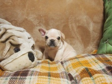 フレンチブルドッグ【埼玉県・女の子・2018年7月6日・クリーム】の写真「クリクリおメメの可愛い女の子☆」