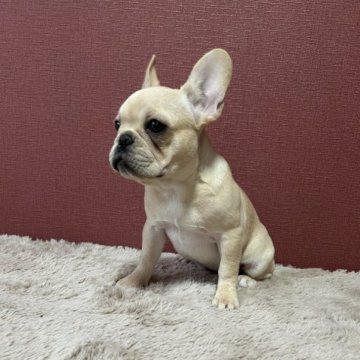 フレンチブルドッグ【埼玉県・女の子・2023年7月21日・クリーム】の写真「♡可愛いお顔の女の子♡」