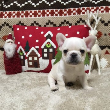 フレンチブルドッグ【埼玉県・男の子・2015年10月26日・クリーム】の写真「特選ハイクオリティーな男の子❤︎」