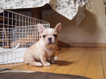フレンチブルドッグ【埼玉県・女の子・2018年10月8日・フォーンパイド】の写真「優しい色合いのパイドの可愛い女の子です☆」