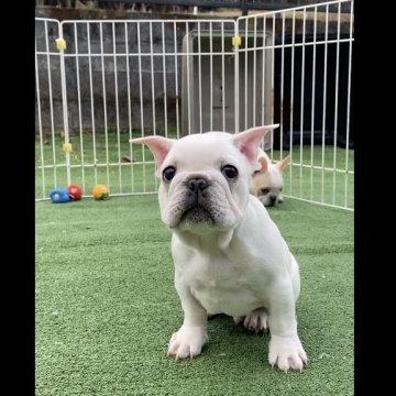 フレンチブルドッグ【埼玉県・男の子・2020年12月14日・フォーン&ホワイト】の写真「おっとり癒し系の僕♡」