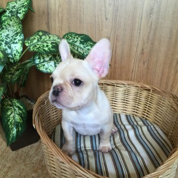 フレンチブルドッグ【埼玉県・男の子・2016年2月24日・クリーム】の写真「明るく元気な僕です❤︎」