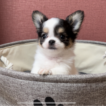 チワワ(ロング)【埼玉県・男の子・2024年1月26日・トライ】の写真「派手な毛色のイケメンベビー♡」