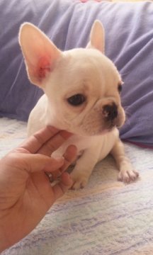 フレンチブルドッグ【埼玉県・女の子・2010年12月17日・クリーム】の写真「」