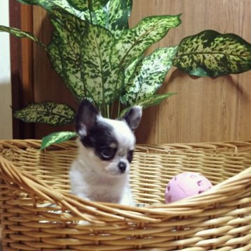 チワワ(ロング)【埼玉県・男の子・2015年7月27日・ブラックタンホワイト】の写真「クリクリ瞳の愛らしい男の子です❤︎」