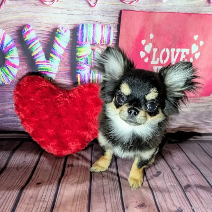 D.R 様のお迎えした子犬