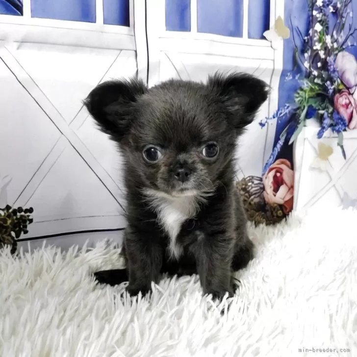 ID:2504-03688の子犬