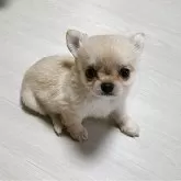 チワワ(ロング)