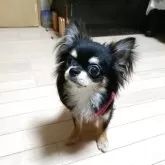 チワワ(ロング)