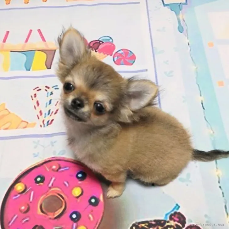 ID:2211-04126の子犬