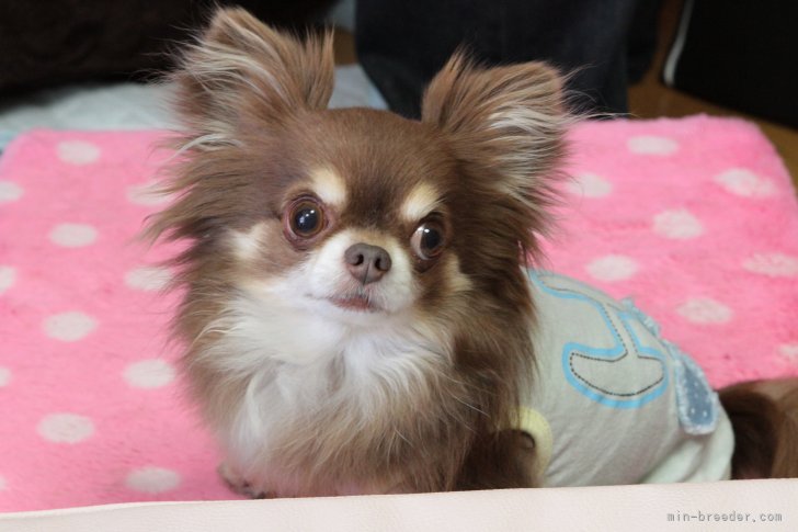 今吉　律子(いまよし　りつこ)ブリーダー(佐賀県・チワワ(ロング)など・JKC登録)の紹介写真4
