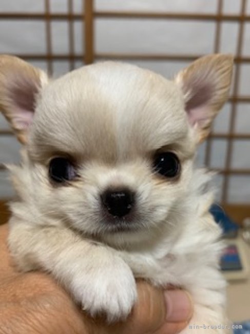 今吉　律子(いまよし　りつこ)ブリーダー(佐賀県・チワワ(ロング)など・JKC登録)の紹介写真9