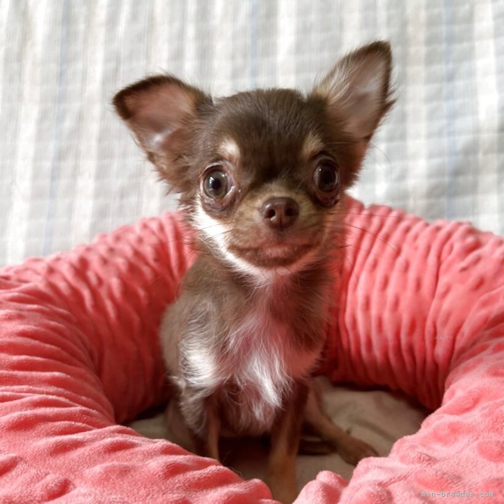 ブリーダー画像