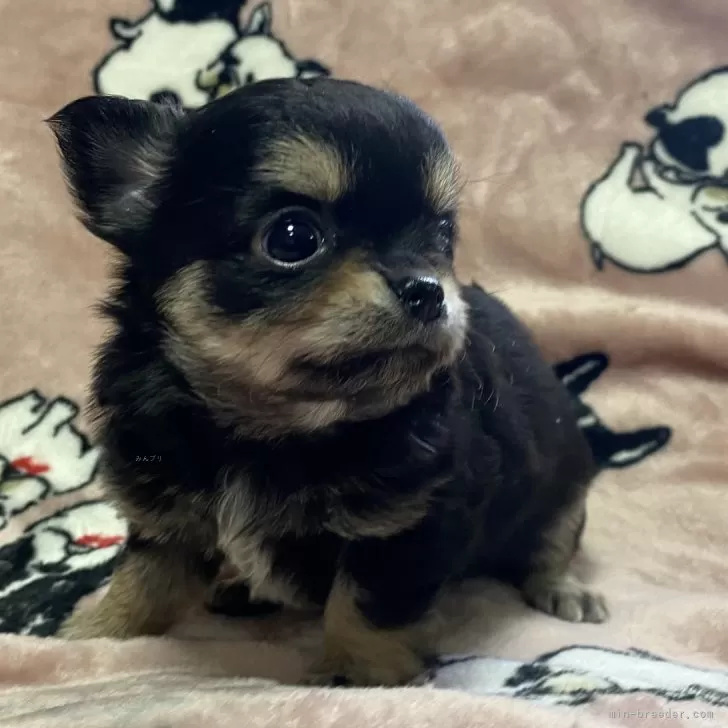 ID：2501-01483の子犬