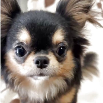 チワワ(ロング)【佐賀県・男の子・2024年9月10日・ブラックタン】の写真「お目目クリクリの極小さん♪可愛い性格🩷」