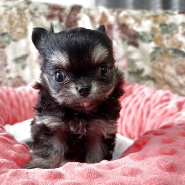 チワワ(ロング)【佐賀県・女の子・2025年10月27日・ブラックタン】の写真「ブラックタンの女の子❣️
ちびちびだけど毛量抜群」