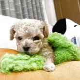 タイニープードル