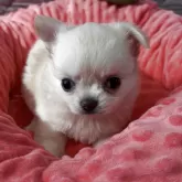 チワワ(ロング)