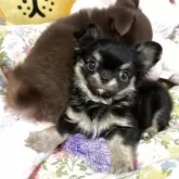 チワワ(ロング)