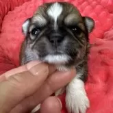 チワワ(ロング)
