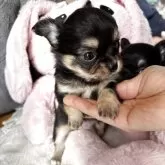 チワワ(ロング)