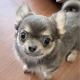 チワワ(ロング)