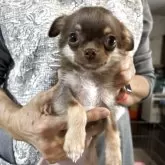 チワワ(ロング)【佐賀県・女の子・2025年7月21日・チョコタン】の写真1「小さ可愛いチワワ ちゃん❣️よく食べ元気に遊んでます☺️」