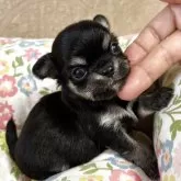 チワワ(ロング)