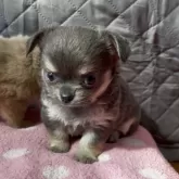 チワワ(ロング)