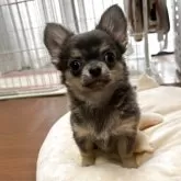 チワワ(ロング)