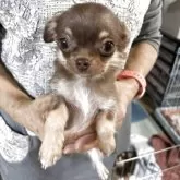 チワワ(ロング)【佐賀県・女の子・2025年7月21日・チョコタン】の写真6「換毛期です。今から毛も揃いより可愛くなっていきますよ❣️」