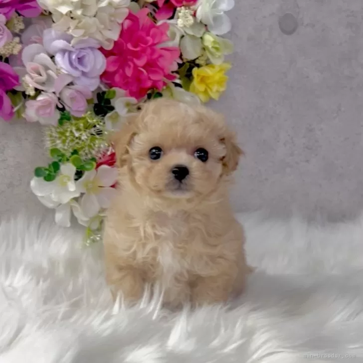 ID:2501-06115の子犬